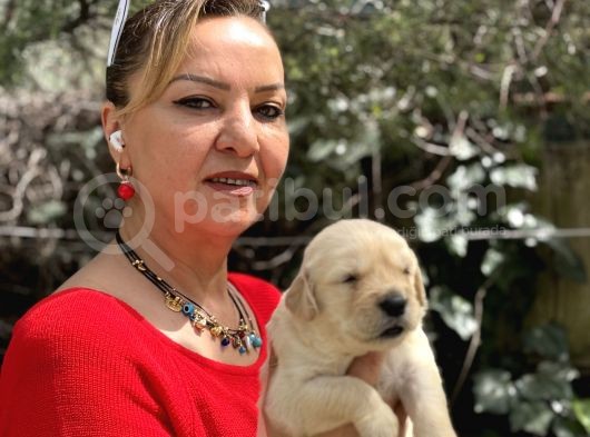 Bebek Yüzlü Mükemmel Golden Retriever Yavrularımız görsel