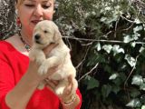 Bebek Yüzlü Mükemmel Golden Retriever Yavrularımız