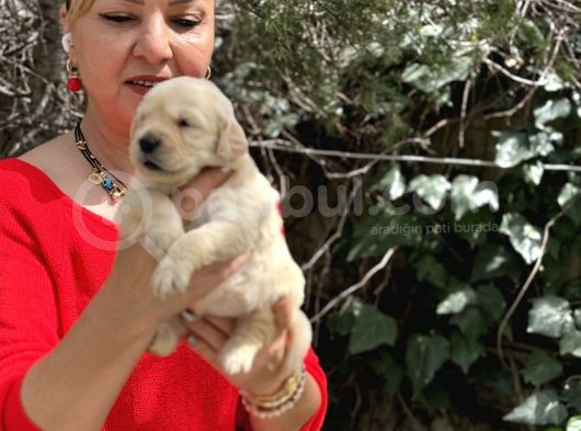 Bebek Yüzlü Mükemmel Golden Retriever Yavrularımız görsel
