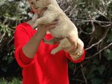 Bebek Yüzlü Mükemmel Golden Retriever Yavrularımız