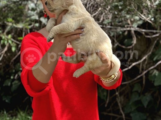 Bebek Yüzlü Mükemmel Golden Retriever Yavrularımız görsel