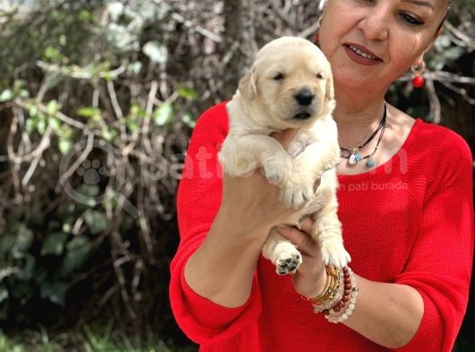 Bebek yüzlü mükemmel golden retriever yavrularımız
