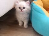 Maviş Gözlü Güzeller
