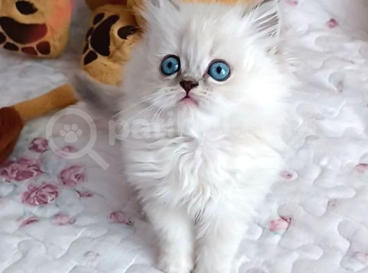 Maviş Gözlü Güzeller görsel