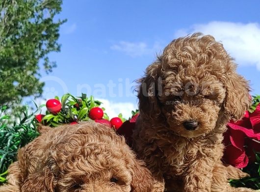 Ki̇vi̇rci̇k Poodleler Burada görsel