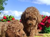 Ki̇vi̇rci̇k Poodleler Burada
