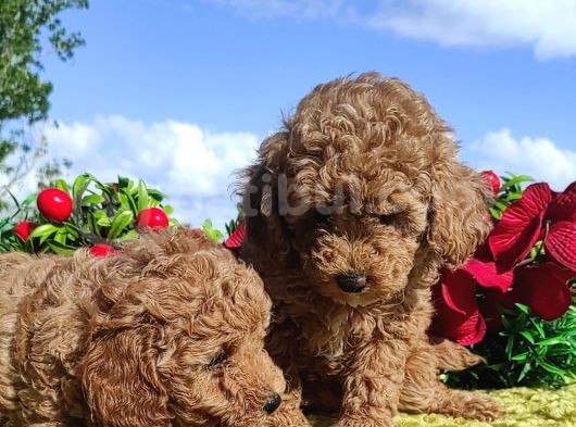 Ki̇vi̇rci̇k Poodleler Burada görsel