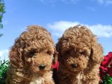 Ki̇vi̇rci̇k Poodleler Burada