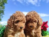 Ki̇vi̇rci̇k Poodleler Burada
