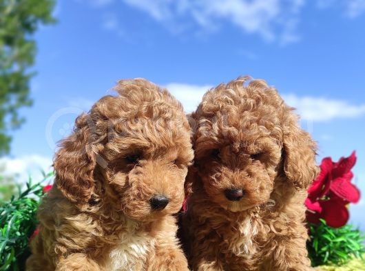 Ki̇vi̇rci̇k Poodleler Burada görsel