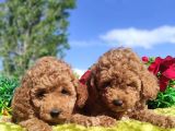 Ki̇vi̇rci̇k Poodleler Burada