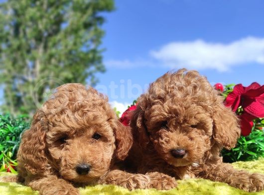 Ki̇vi̇rci̇k Poodleler Burada görsel