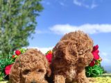 Ki̇vi̇rci̇k Poodleler Burada