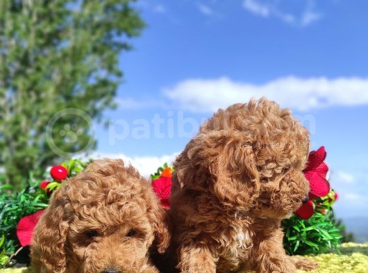 Ki̇vi̇rci̇k Poodleler Burada görsel