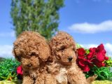 Ki̇vi̇rci̇k Poodleler Burada