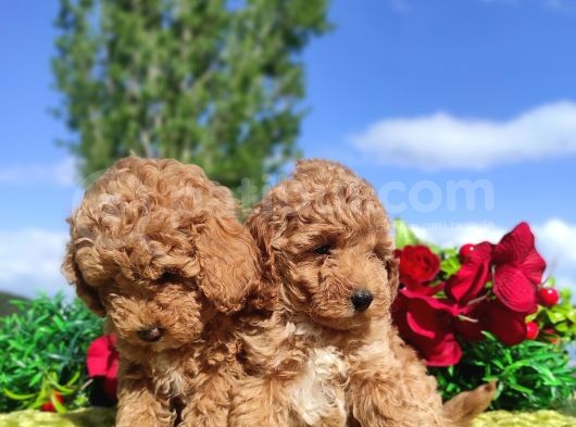 Ki̇vi̇rci̇k Poodleler Burada görsel