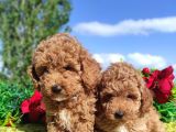 Ki̇vi̇rci̇k Poodleler Burada