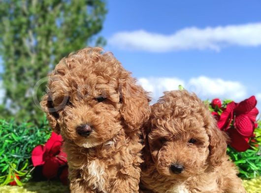Ki̇vi̇rci̇k Poodleler Burada görsel