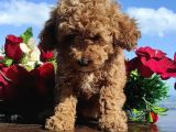 KİVİRCİK POODLELER BURADA