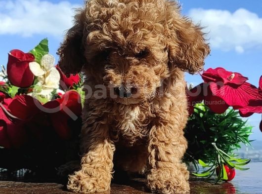 KİVİRCİK POODLELER BURADA