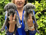 Devasa muhteşem cane corso yavrularımız