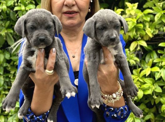 Devasa muhteşem cane corso yavrularımız