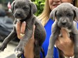 Devasa Muhteşem Cane Corso Yavrularımız