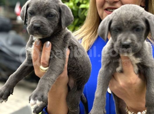 Devasa Muhteşem Cane Corso Yavrularımız görsel