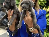 Devasa Muhteşem Cane Corso Yavrularımız