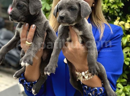 Devasa Muhteşem Cane Corso Yavrularımız görsel