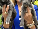 Devasa Muhteşem Cane Corso Yavrularımız
