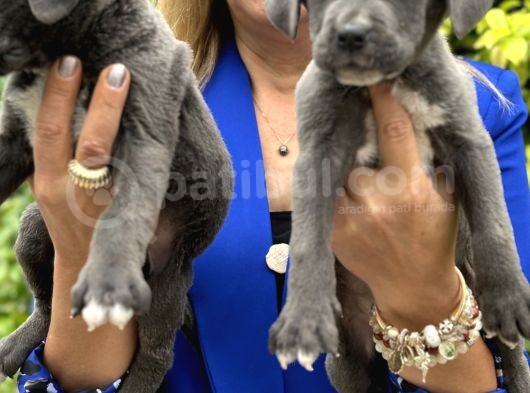 Devasa Muhteşem Cane Corso Yavrularımız görsel