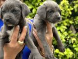 Devasa Muhteşem Cane Corso Yavrularımız