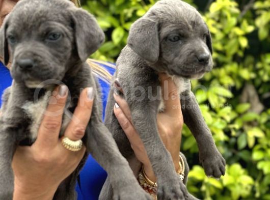 Devasa Muhteşem Cane Corso Yavrularımız görsel