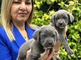 Devasa Muhteşem Cane Corso Yavrularımız