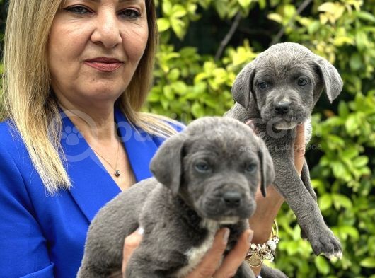 Devasa Muhteşem Cane Corso Yavrularımız görsel