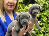 Devasa Muhteşem Cane Corso Yavrularımız