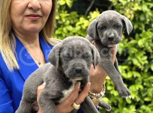 Devasa Muhteşem Cane Corso Yavrularımız görsel