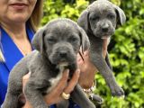 Devasa Muhteşem Cane Corso Yavrularımız