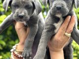 Devasa Muhteşem Cane Corso Yavrularımız