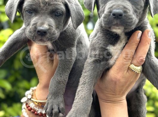 Devasa Muhteşem Cane Corso Yavrularımız görsel