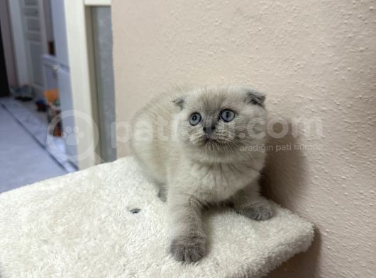 Mavi Gözlü Bluepoint Yavrum görsel