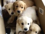 Wc Egitimli Dişi Beyaz Safkan Orjinal Golden Babyface