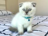 Scottish Fold Blue Point Yavru