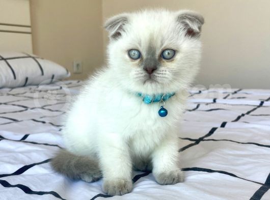 Scottish Fold Blue Point Yavru görsel