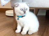 Scottish Fold Blue Point Yavru