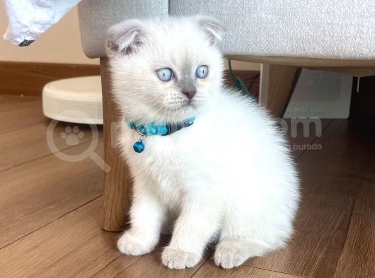 Scottish Fold Blue Point Yavru görsel