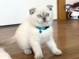 Scottish Fold Blue Point Yavru