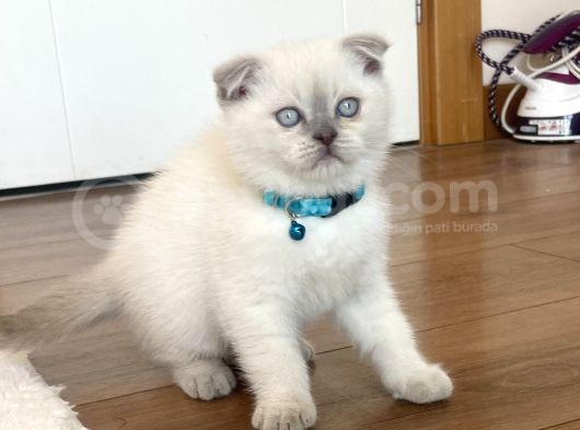 Scottish Fold Blue Point Yavru