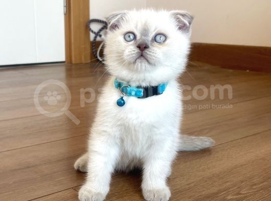 Scottish Fold Blue Point Yavru görsel